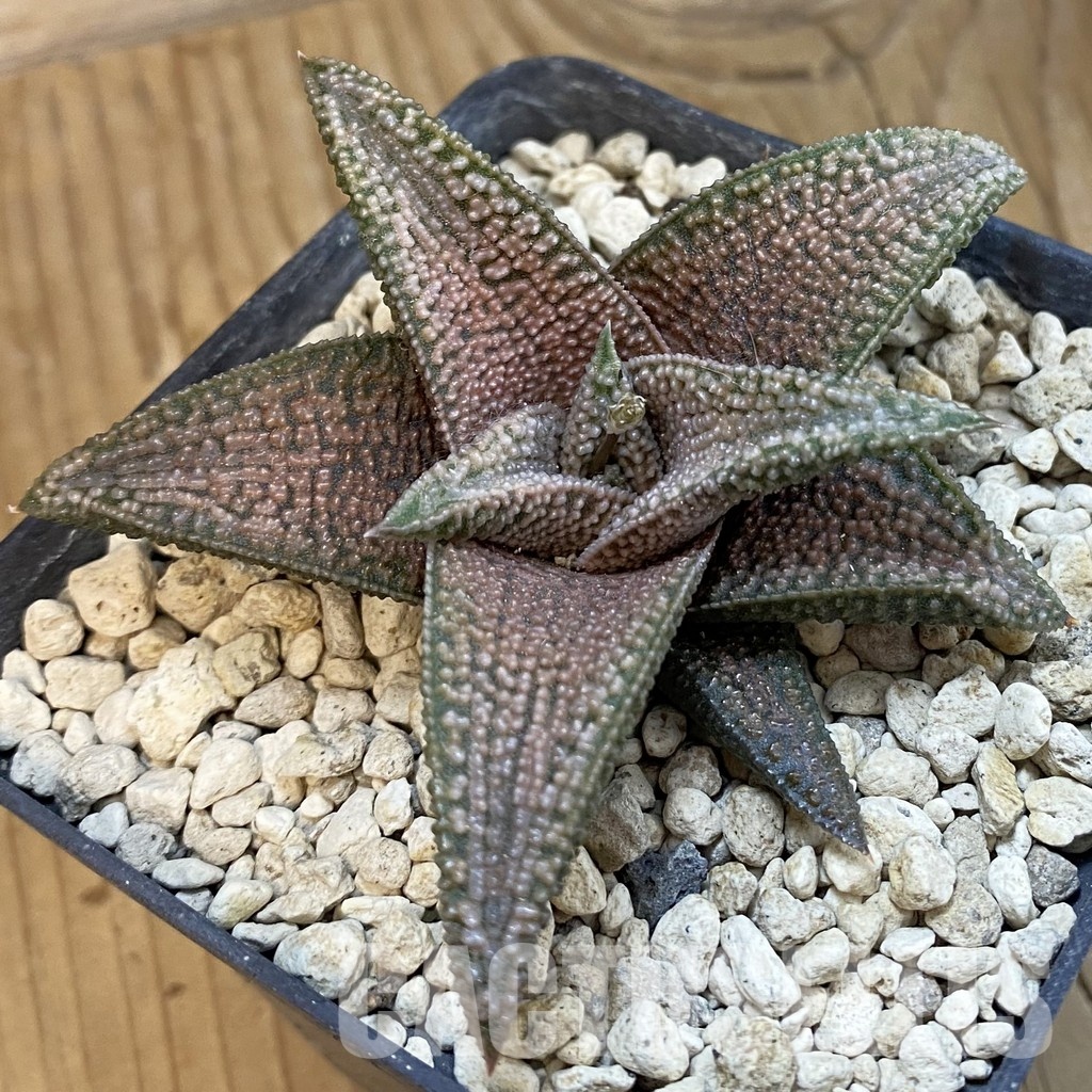 SH34309 Haworthia koelmaniorum hybrid -Japan-