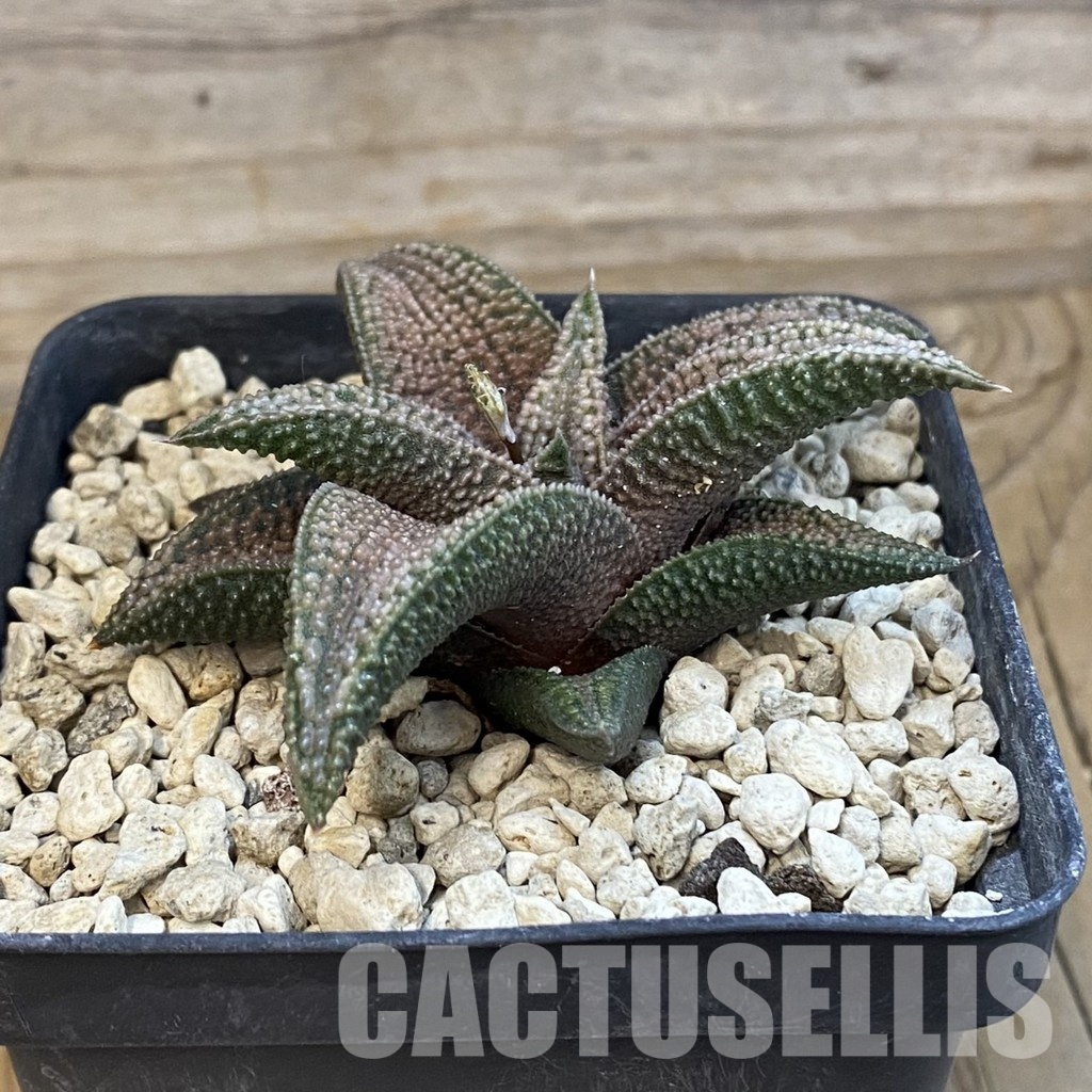 SH34309 Haworthia koelmaniorum hybrid -Japan- - Image 2