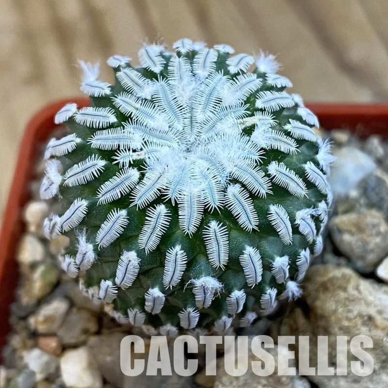 SH34286 Pelecyphora pseudopectinata v. rubriflora