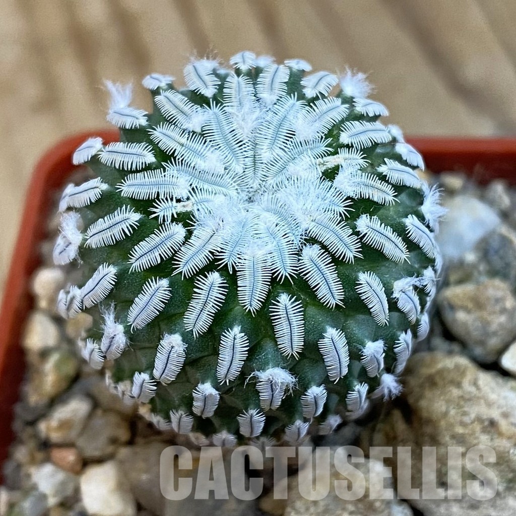 SH34286 Pelecyphora pseudopectinata v. rubriflora