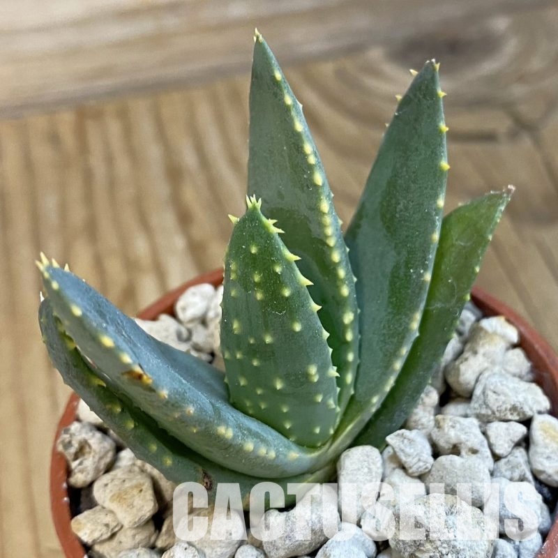 SH34311 Aloe ramosissima