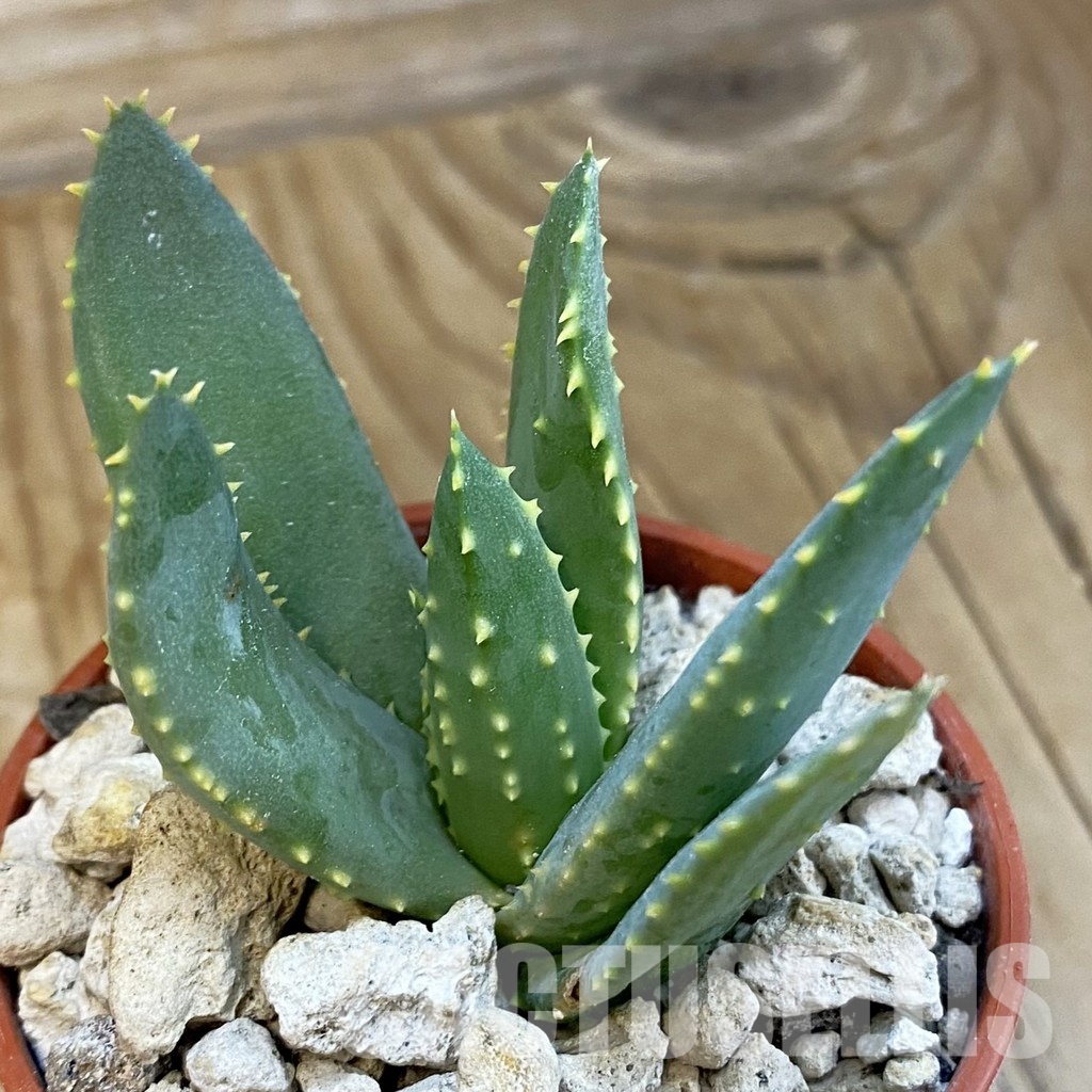 SH34312 Aloe ramosissima
