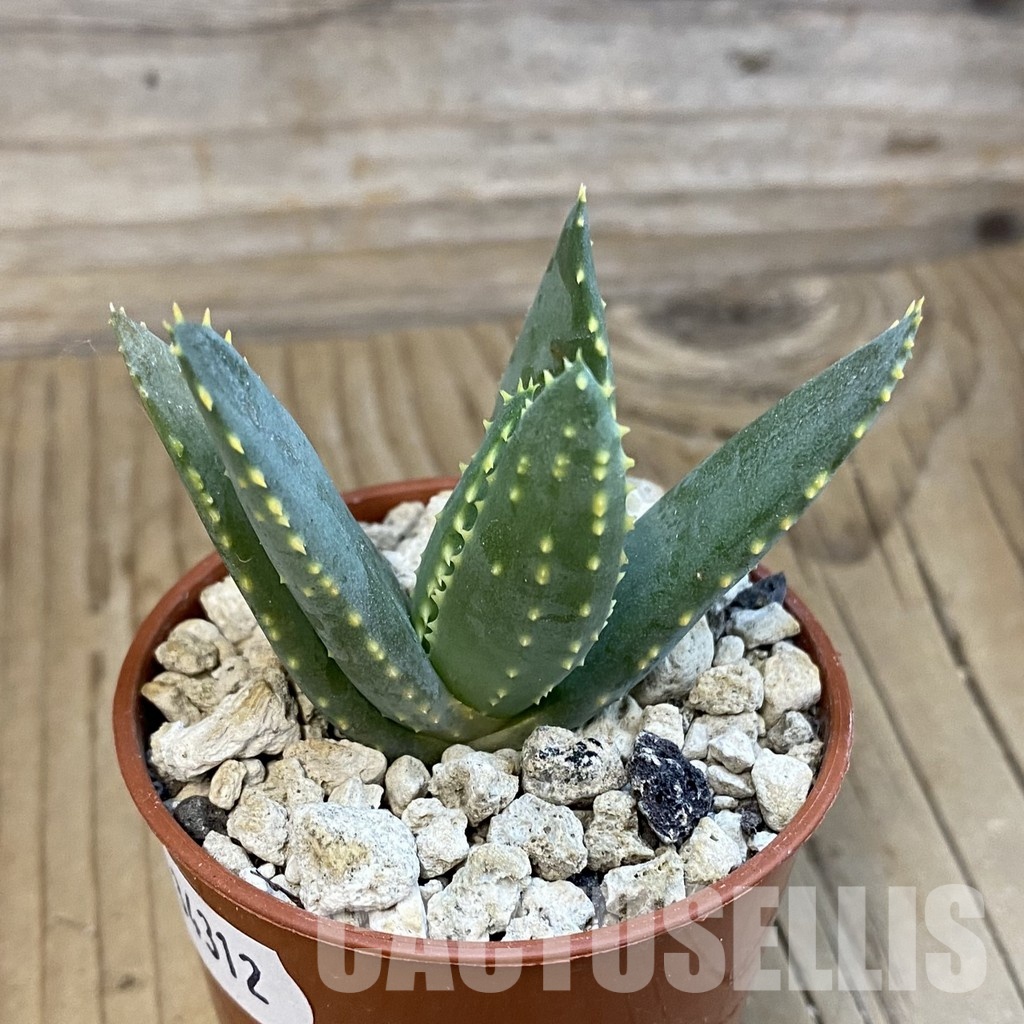 SH34312 Aloe ramosissima - Image 2