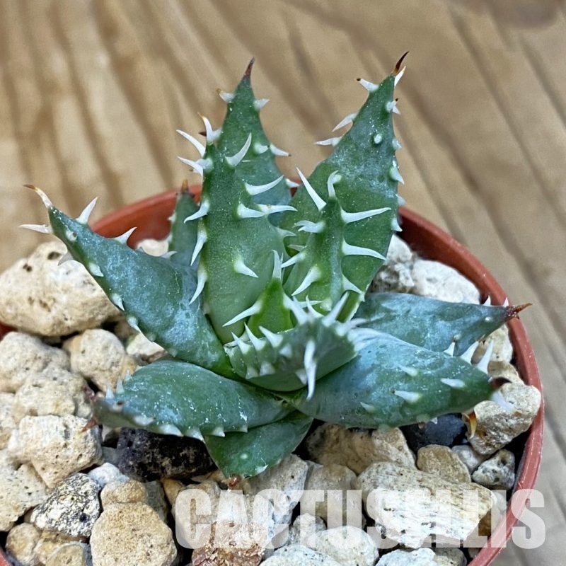 SH34313 Aloe ramosissima