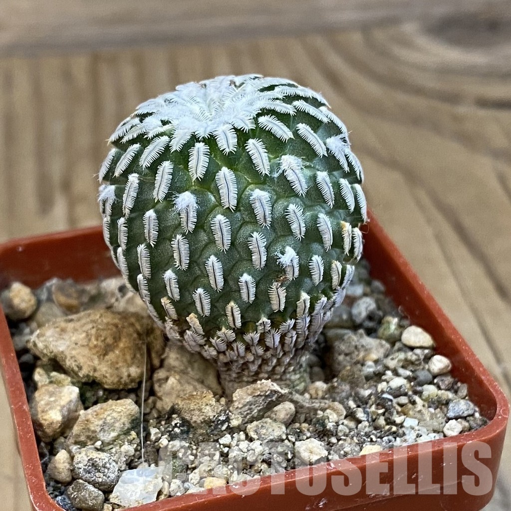SH34286 Pelecyphora pseudopectinata v. rubriflora - Image 2