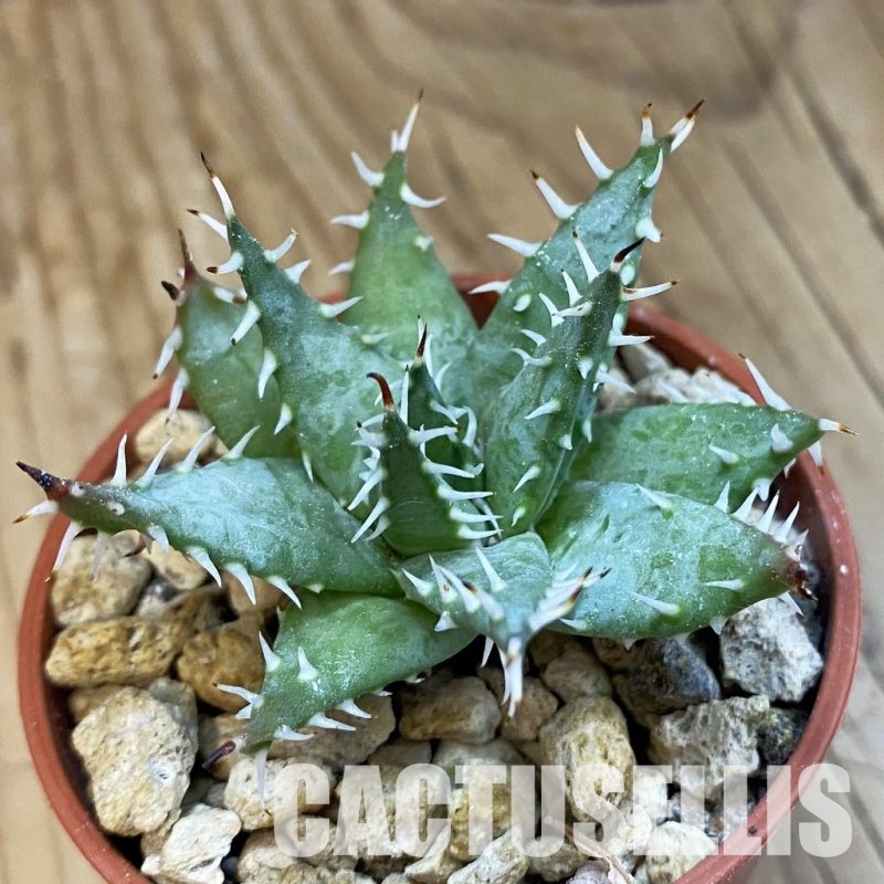 SH34314 Aloe ramosissima