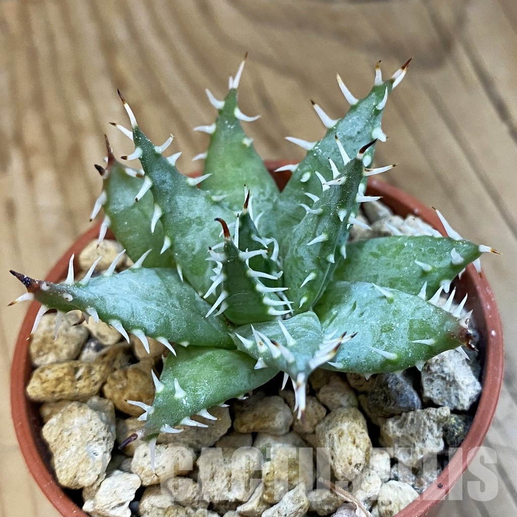 SH34314 Aloe ramosissima