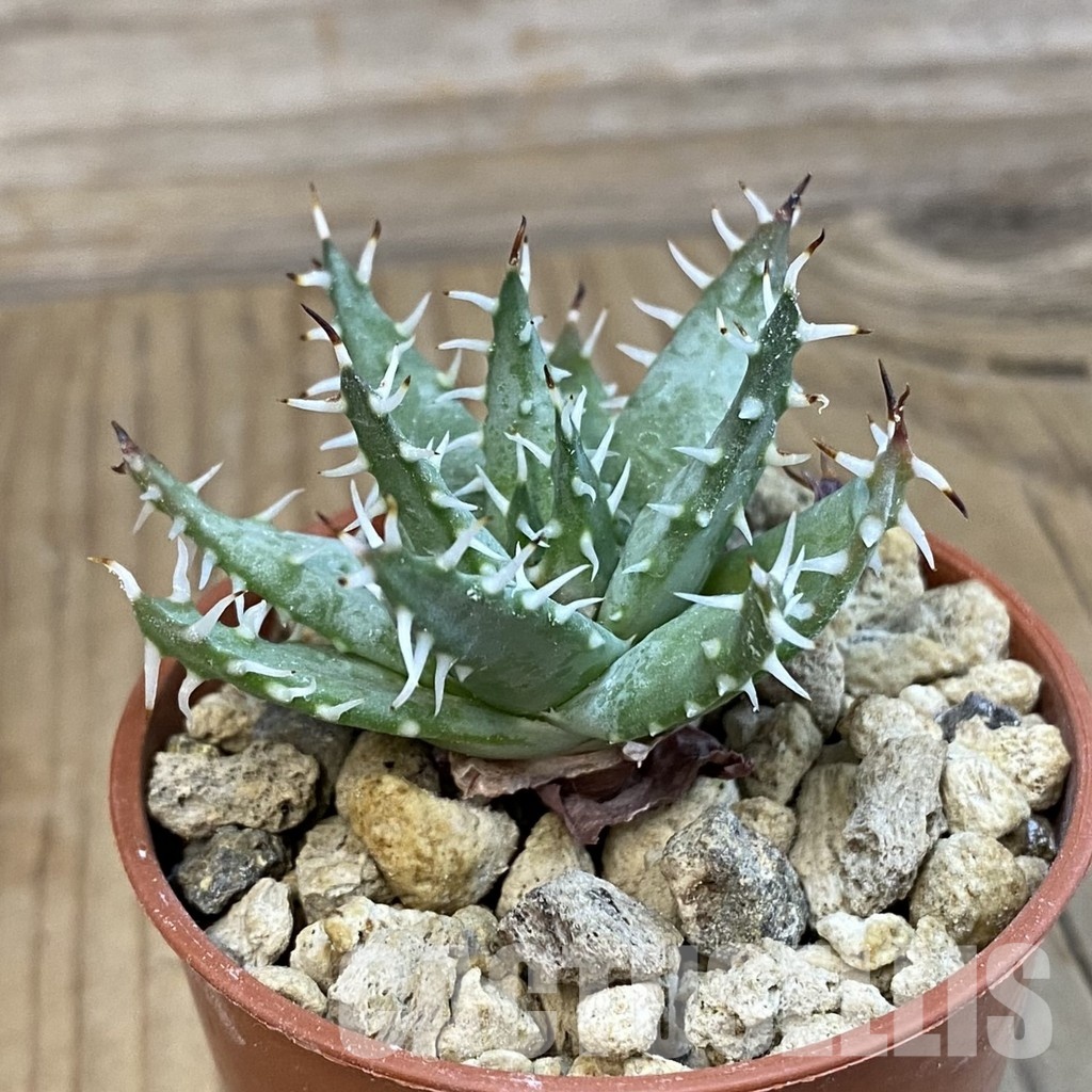 SH34314 Aloe ramosissima - Obrázek 2