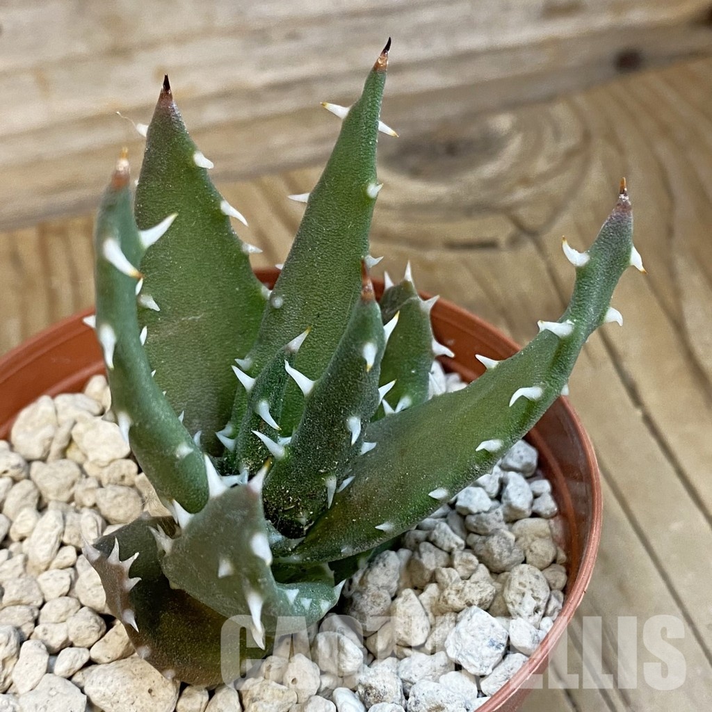 SH34315 Aloe melanacantha PV 400