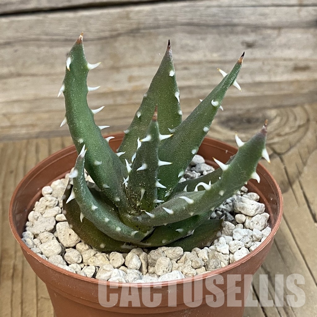 SH34315 Aloe melanacantha PV 400 - Image 2