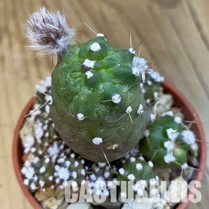 SH34409 Lobivia aurea ‘Flo’ f. monstrosa
