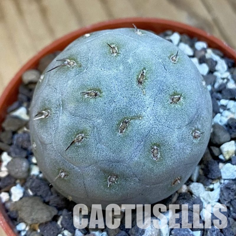 SH34410 Tephrocactus geometricus