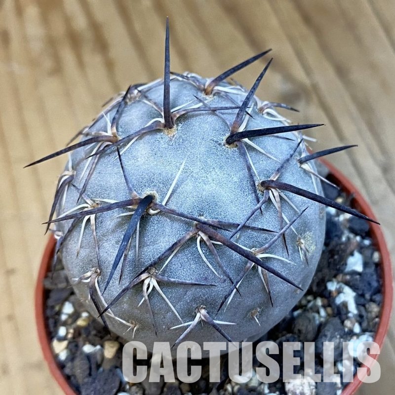 SH34411 Tephrocactus geometricus