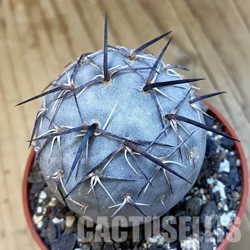 SH34411 Tephrocactus geometricus