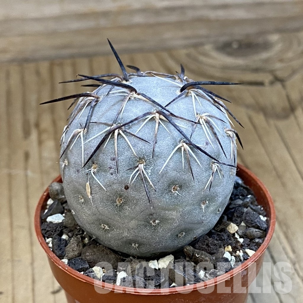 SH34411 Tephrocactus geometricus - Image 2