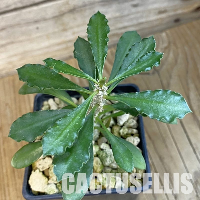 SH34379 Euphorbia cap-saintemariensis