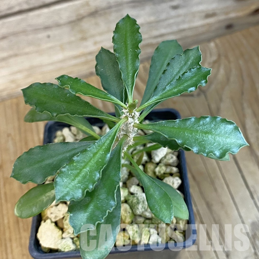 SH34379 Euphorbia cap-saintemariensis