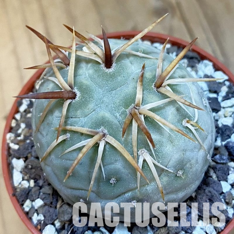 SH34412 Tephrocactus geometricus