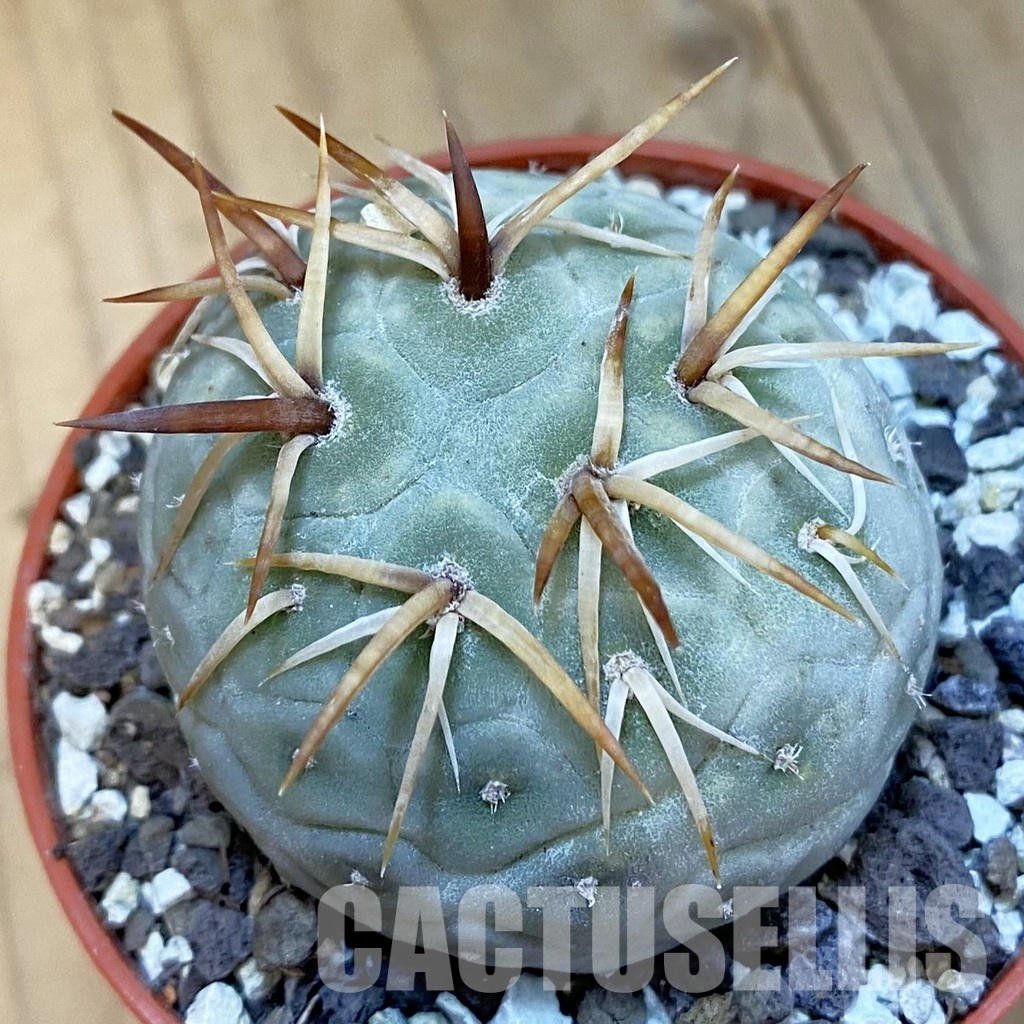 SH34412 Tephrocactus geometricus