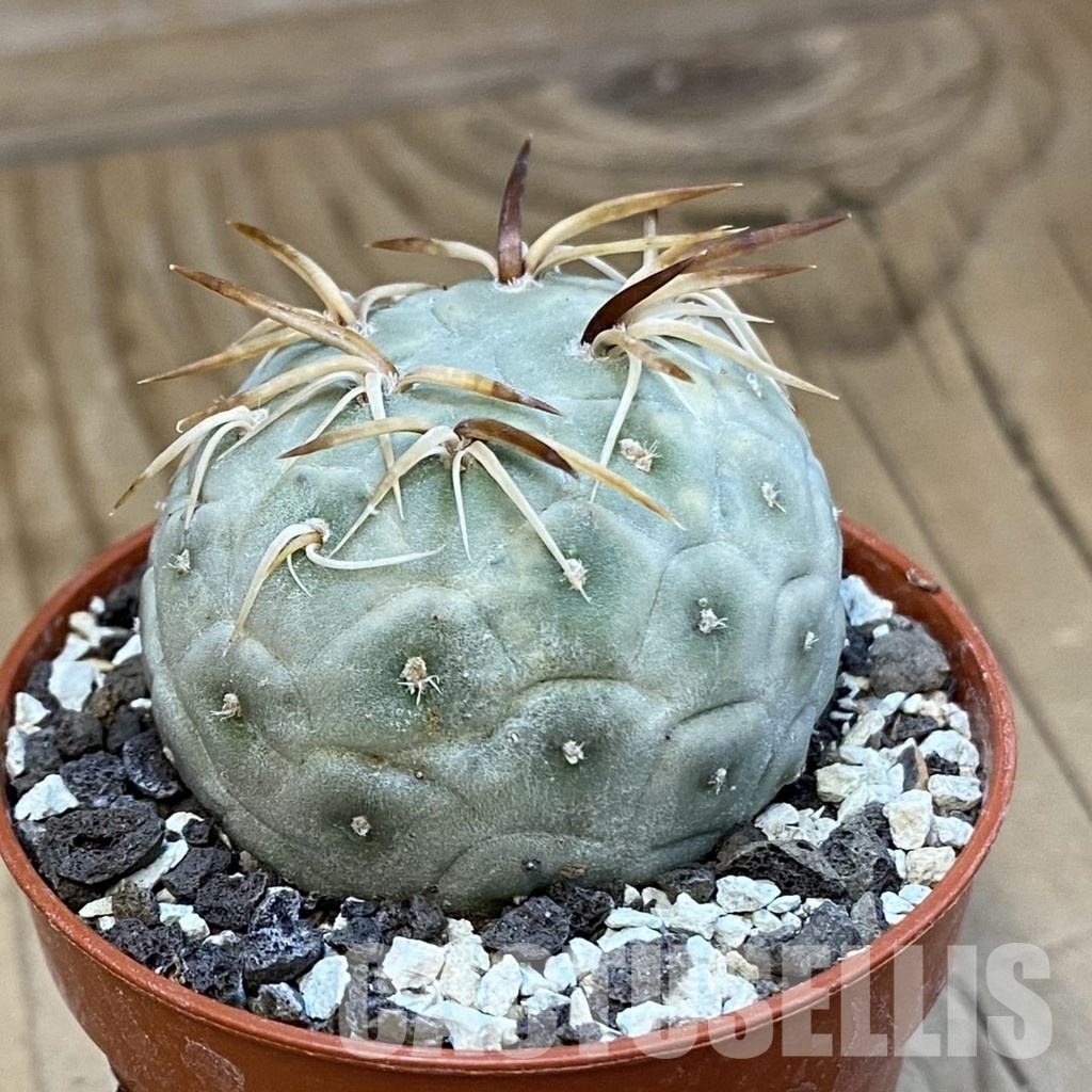 SH34412 Tephrocactus geometricus - Image 2