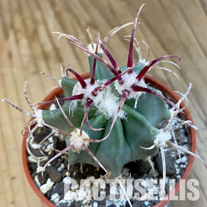 SH34413 Echinocactus parryi