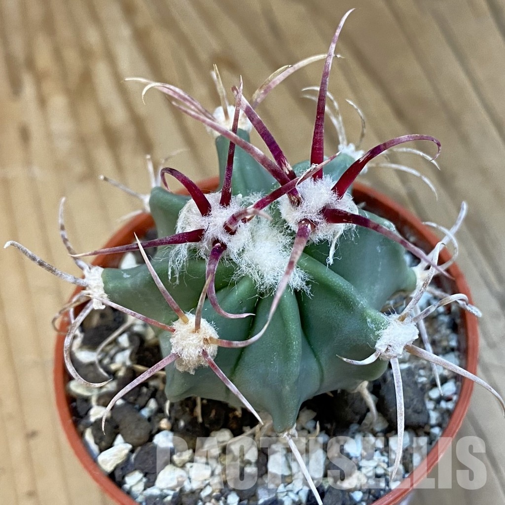 SH34413 Echinocactus parryi