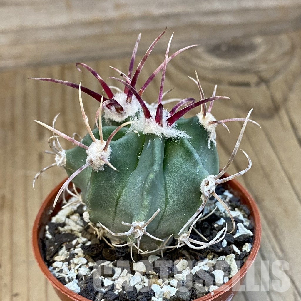SH34413 Echinocactus parryi - Image 2