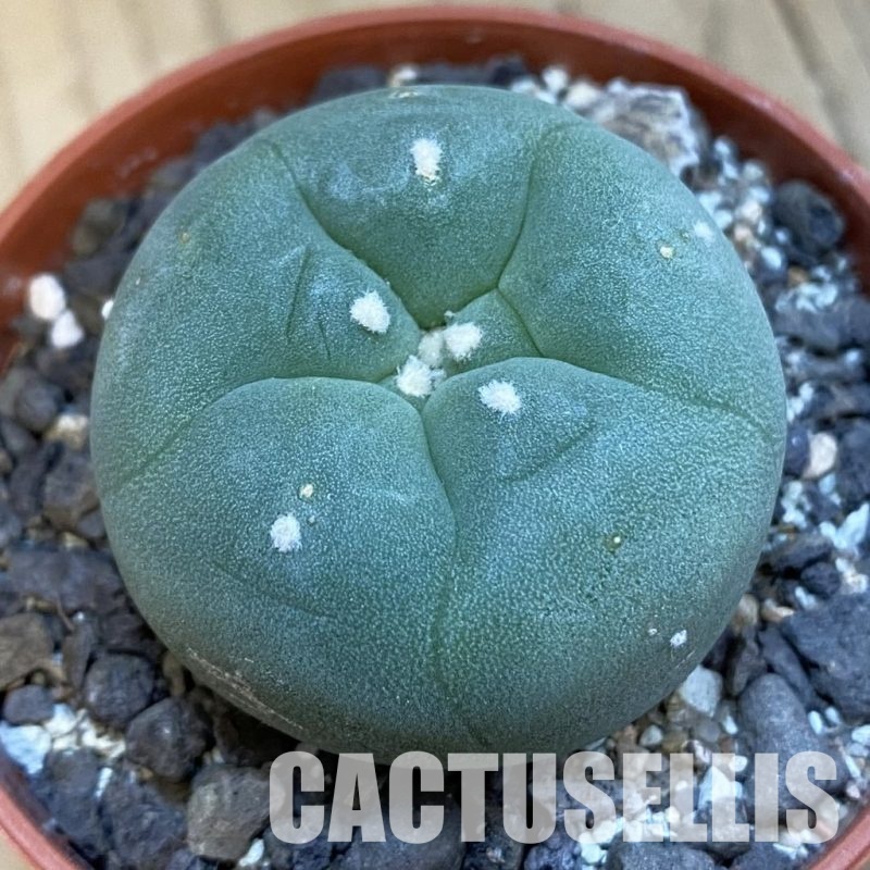 SH34414 Anhalonium diffusa v. lutea