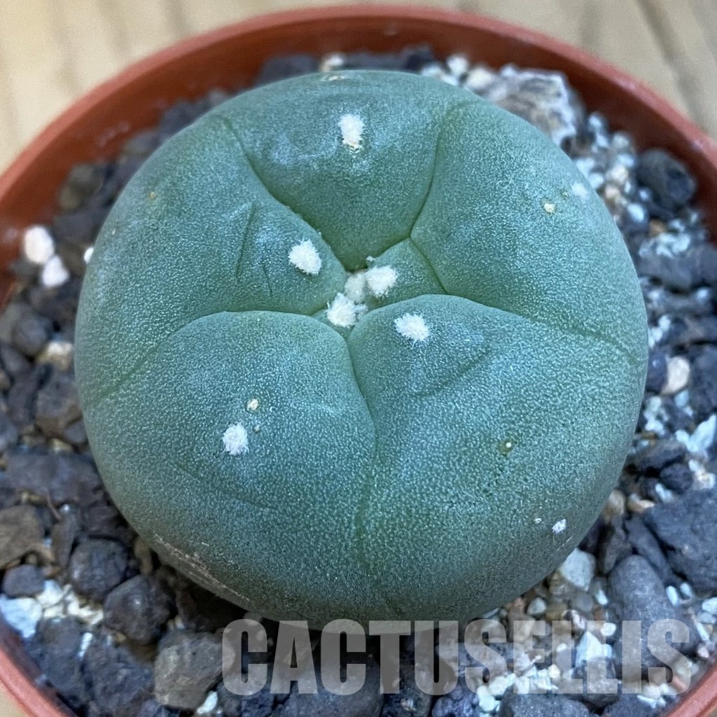 SH34414 Anhalonium diffusa v. lutea