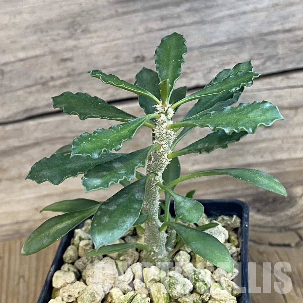 SH34379 Euphorbia cap-saintemariensis - Зображення 2