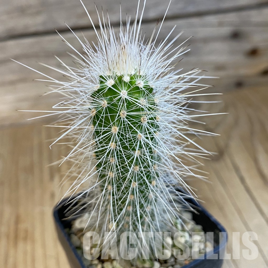 SH34417 Echinocereus parkeri ssp. rayonesensis Lan 1101