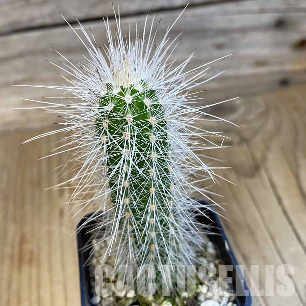 SH34417 Echinocereus parkeri ssp. rayonesensis Lan 1101 - Image 2