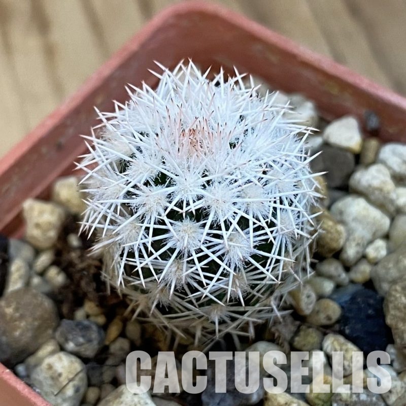 SH34418 Echinocereus ctenoides