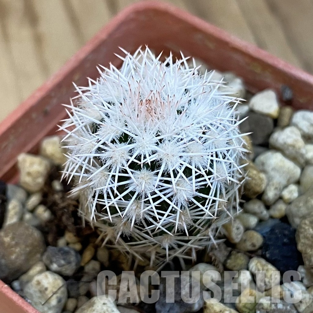 SH34418 Echinocereus ctenoides