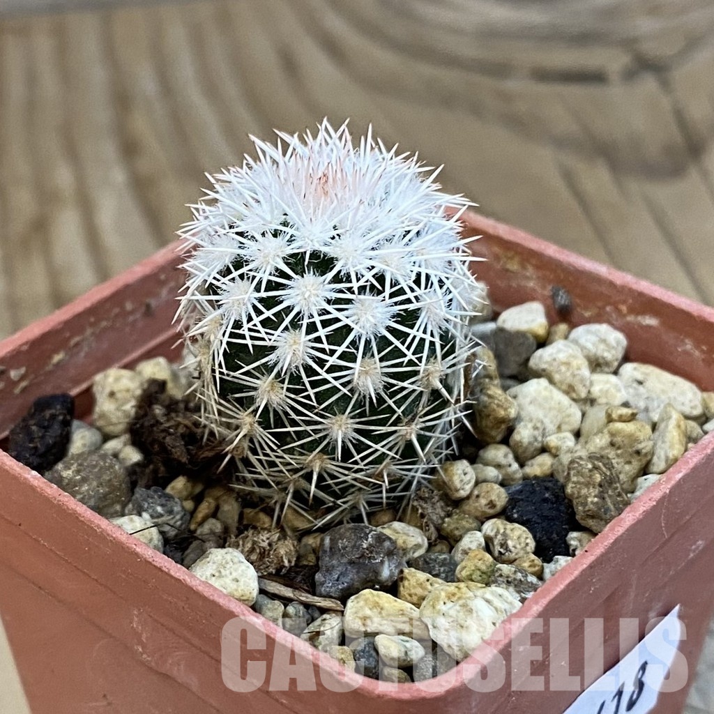 SH34418 Echinocereus ctenoides - Image 2