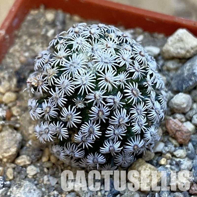 SH34419 Mammillaria hernandezii