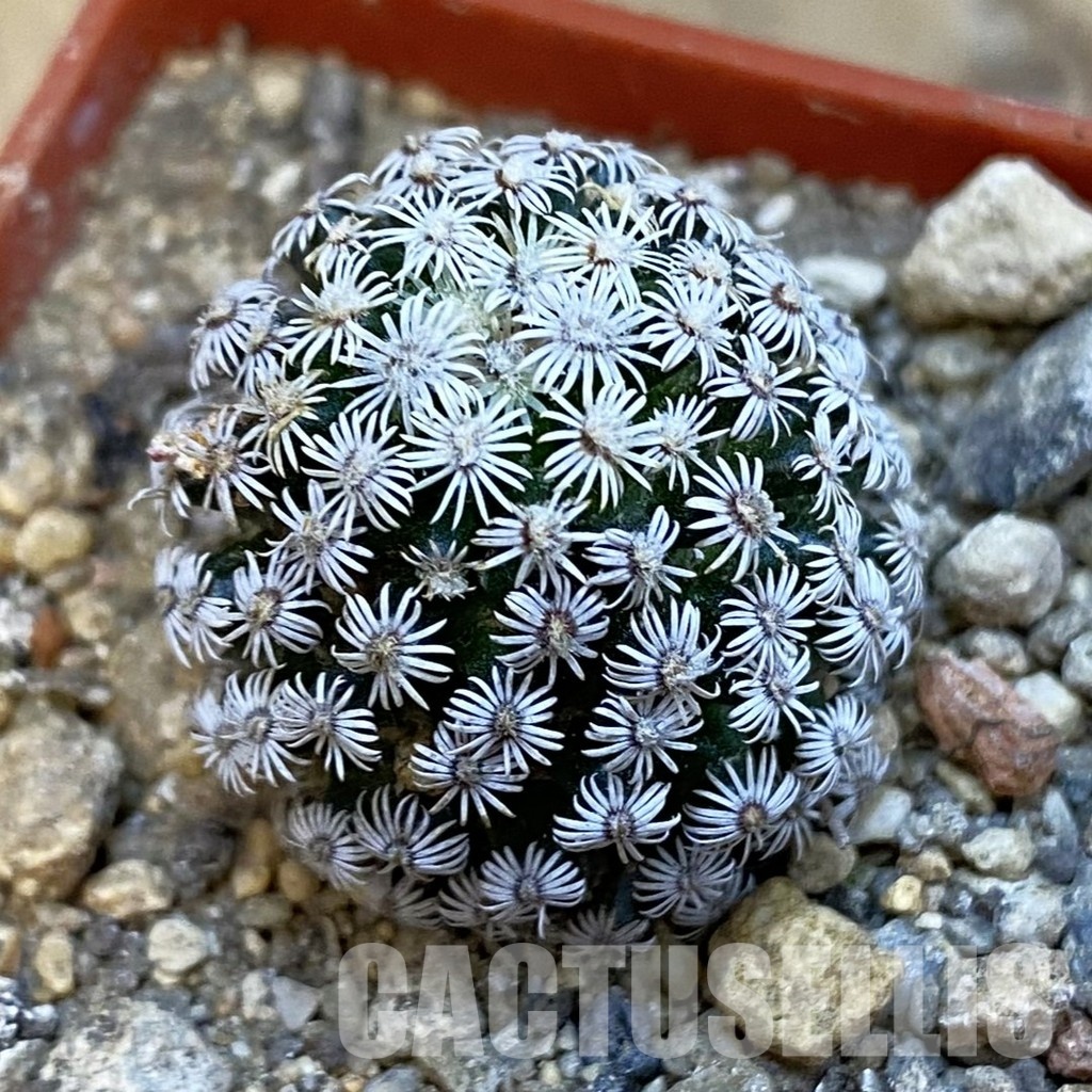 SH34419 Mammillaria hernandezii