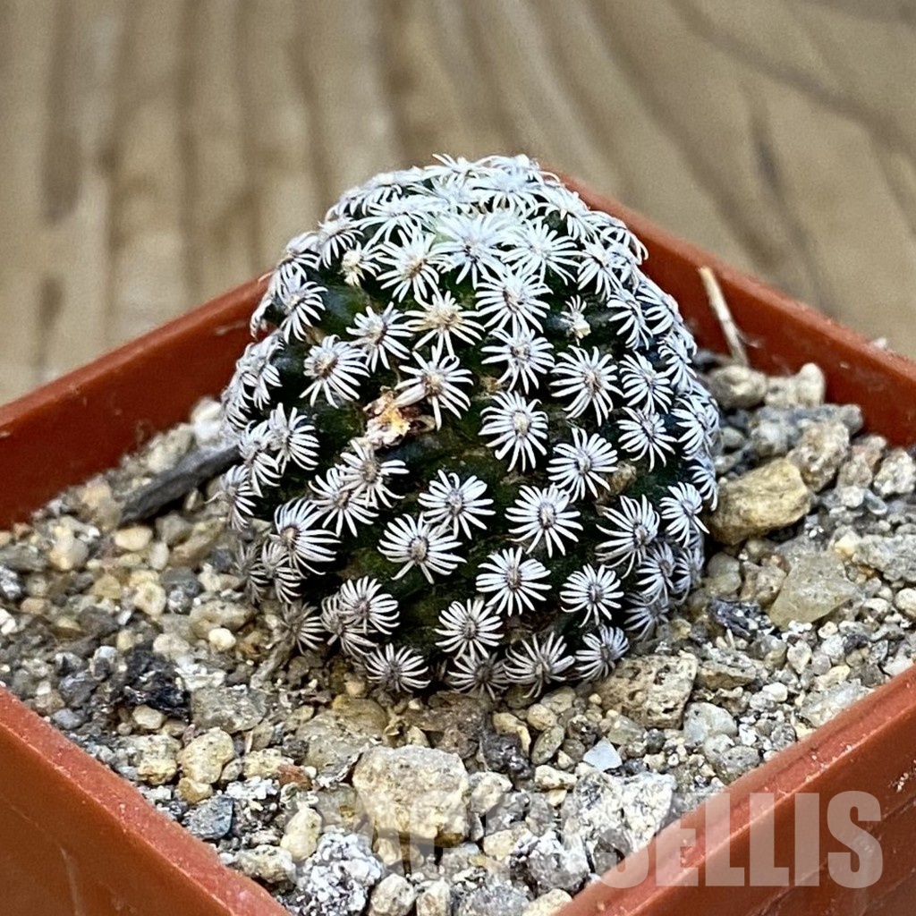 SH34419 Mammillaria hernandezii - Image 2