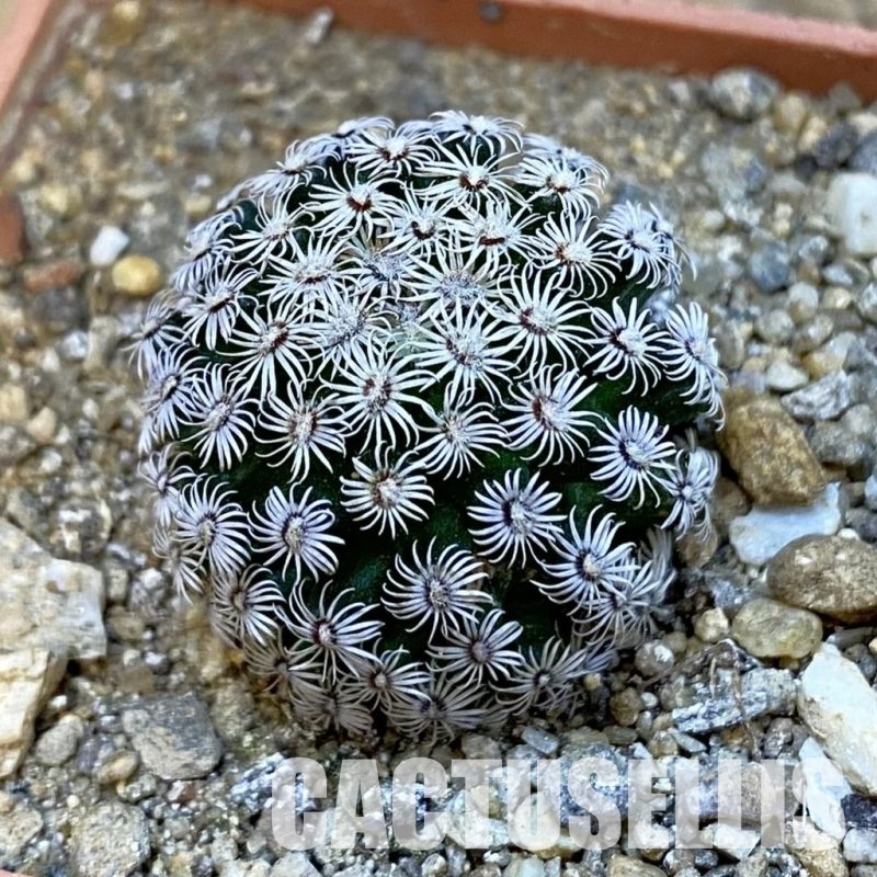 SH34420 Mammillaria hernandezii