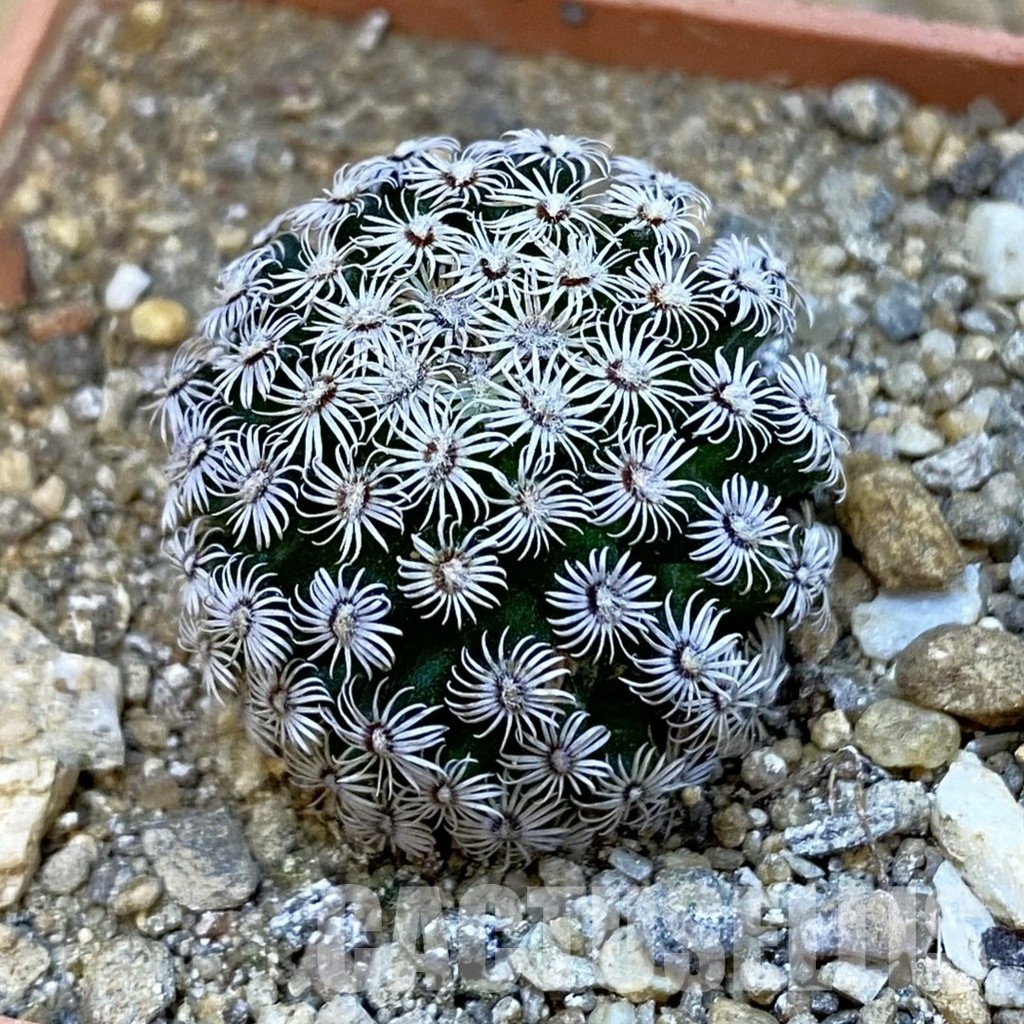 SH34420 Mammillaria hernandezii
