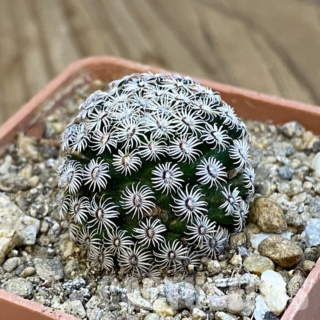 SH34420 Mammillaria hernandezii - Image 2