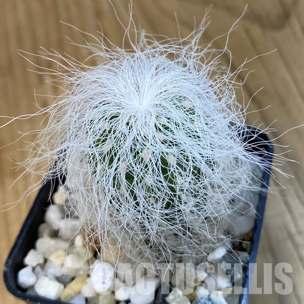 SH34421 Cephalocereus senilis
