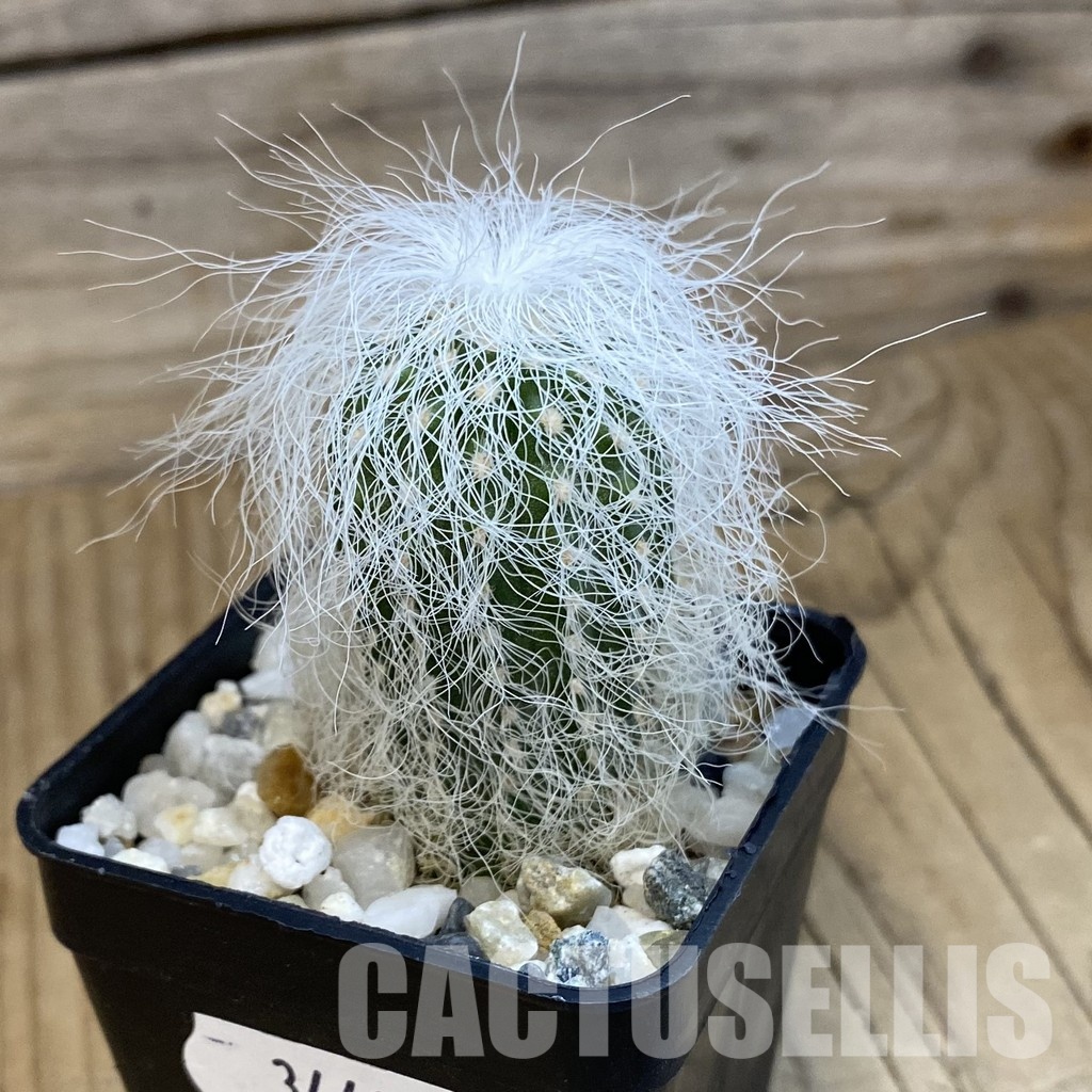 SH34421 Cephalocereus senilis - Image 2