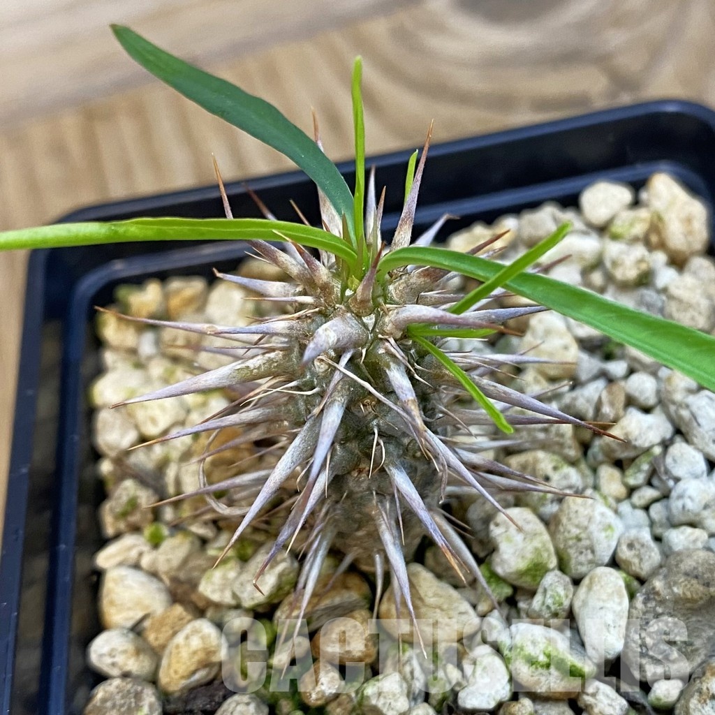 SH34380 Euphorbia rossii