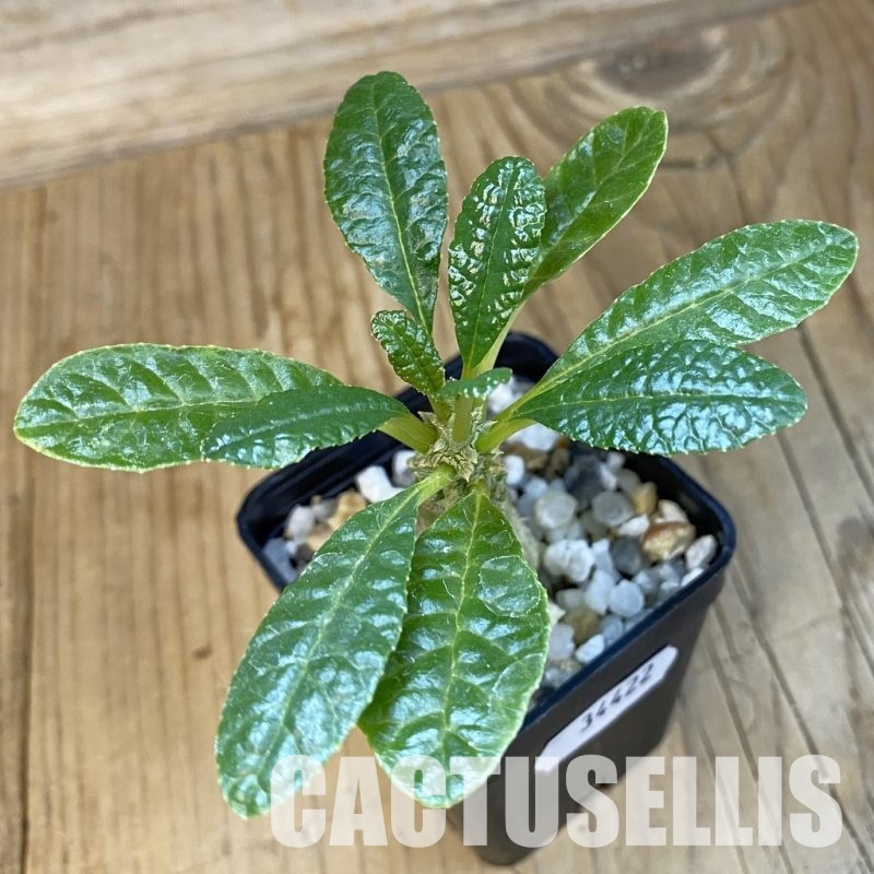 SH34422 Dorstenia gigas