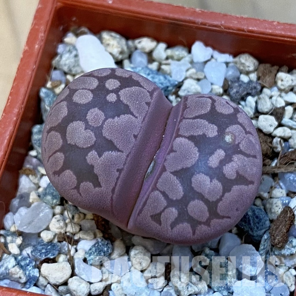 SH34423 Lithops otzeniana 'Cesky Granat'