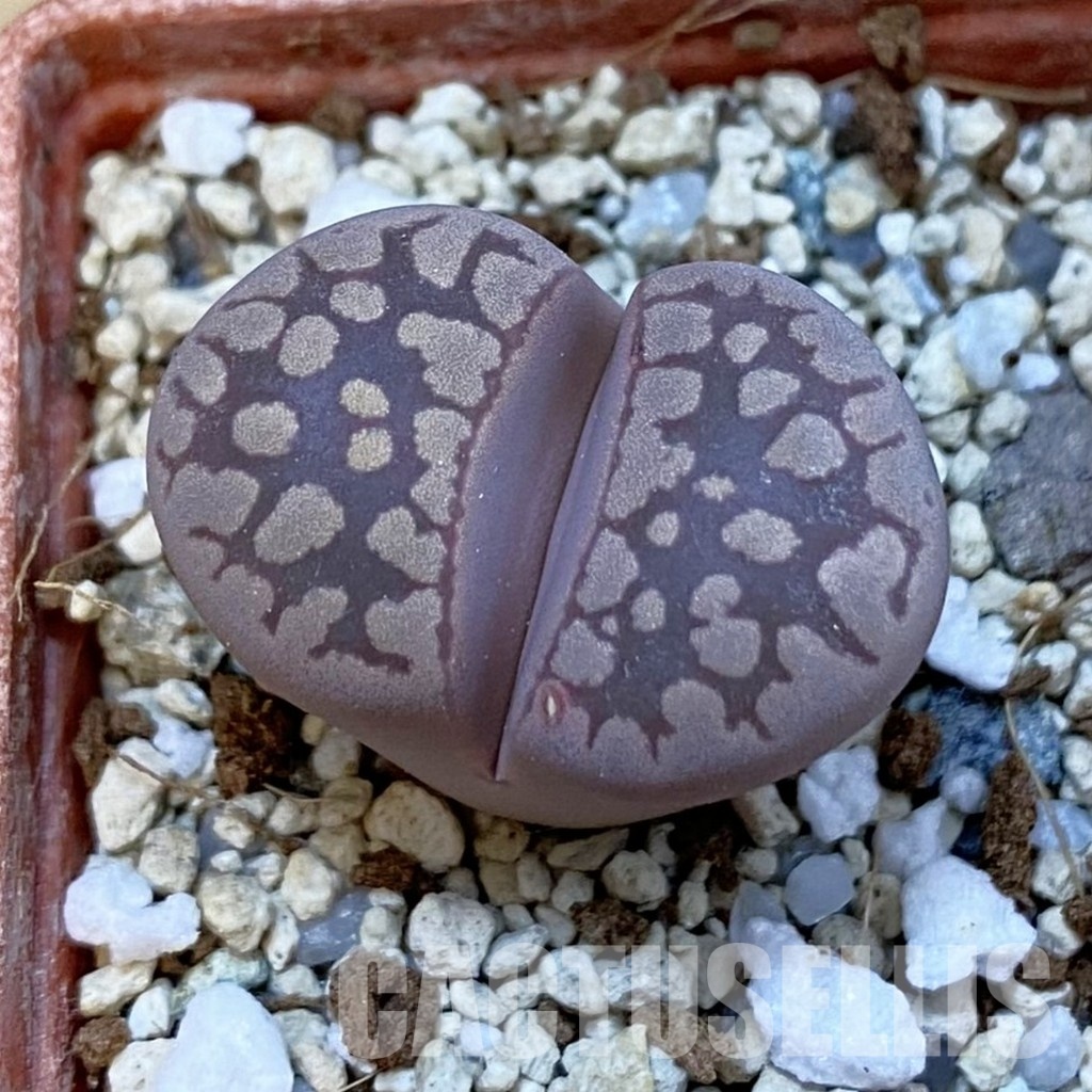 SH34424 Lithops otzeniana 'Cesky Granat'