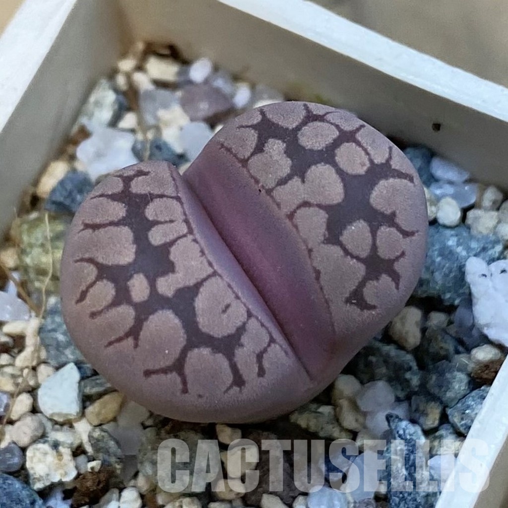 SH34425 Lithops otzeniana 'Cesky Granat'