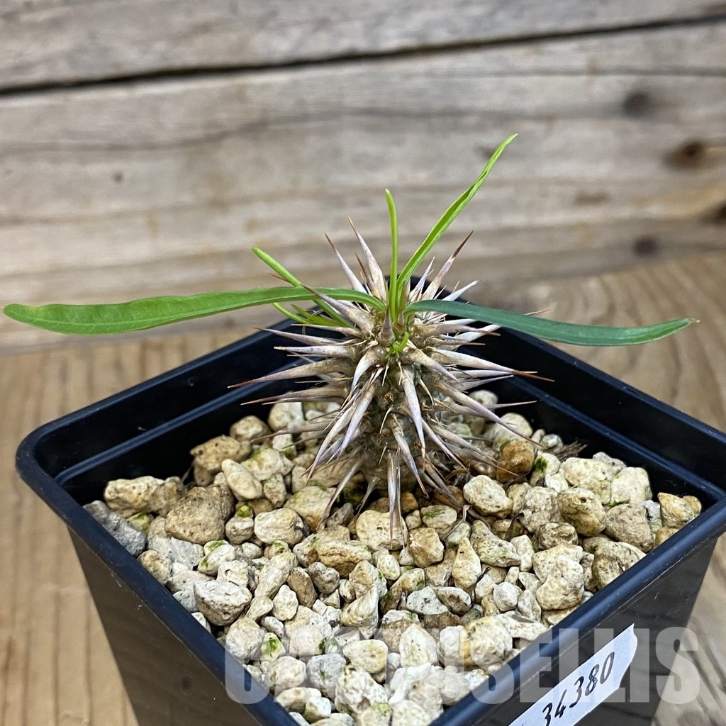SH34380 Euphorbia rossii - Зображення 2