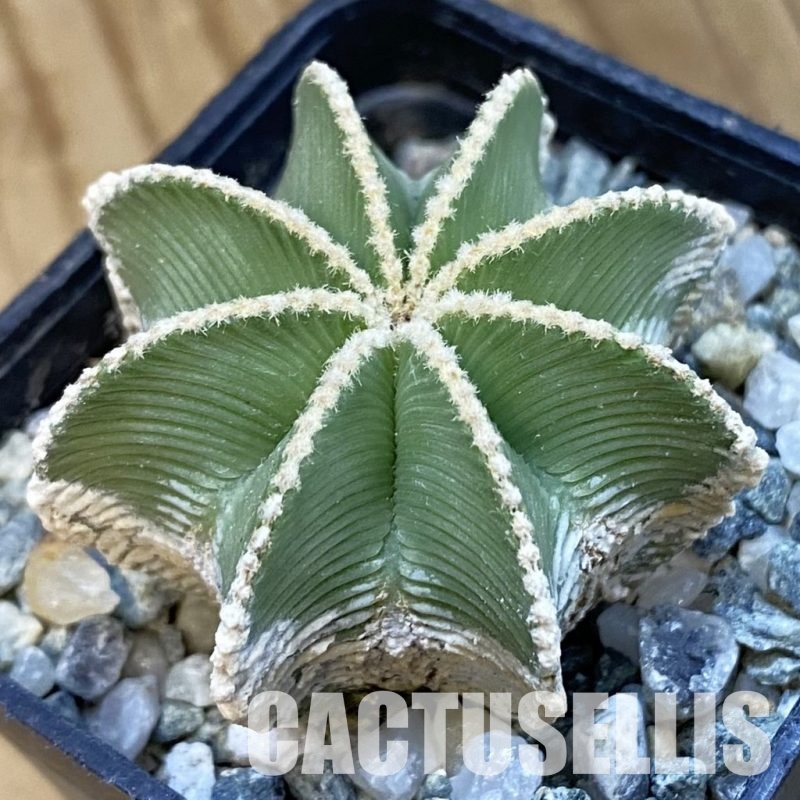 SH34427 Aztekium hintonii GCG 9763, seedling